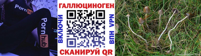 Псилоцибиновые грибы GOLDEN TEACHER Курлово